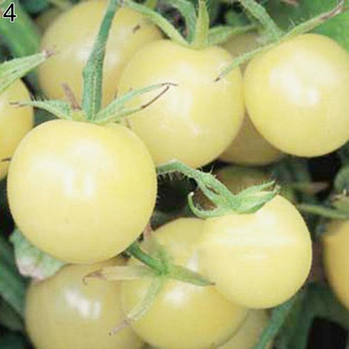SeedsUA Seeds Cherry Tomato Snow White Heirloom Vegetable for Planting Non GMO