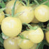 SeedsUA Seeds Cherry Tomato Snow White Heirloom Vegetable for Planting Non GMO