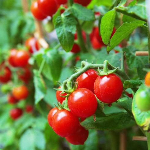 VAACNEE 100 MOCCUROD Seeds Indoor Cherry Tomato Dwarf Red and Yellow Tomato Rare Vegetable Heirloom Seeds