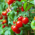 VAACNEE 100 MOCCUROD Seeds Indoor Cherry Tomato Dwarf Red and Yellow Tomato Rare Vegetable Heirloom Seeds