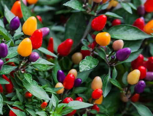 CEMEHA SEEDS Seeds Rare Pepper Ornamental Dwarf Mix Vegetable Indoor Heirloom Organic Non-GMO