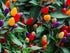 CEMEHA SEEDS Seeds Rare Pepper Ornamental Dwarf Mix Vegetable Indoor Heirloom Organic Non-GMO