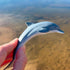 4.5" 3+ Safari Ltd Dolphin Figurine - Lifelike Model Figure - Educational Toy for Boys, Girls, and Kids Ages