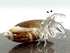 Sea Shell Seashell Hermit Crab Conch Tiny Miniature Figurines Beach Animals Hand Blown Glass Art Natural Collectible