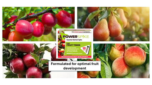 Power Spike Common (10 3.2 Lbs) for Fruit Trees. Essential Nutrient Spike formulated to Feed All Types of Fruit Trees