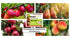 Power Spike Common (10 3.2 Lbs) for Fruit Trees. Essential Nutrient Spike formulated to Feed All Types of Fruit Trees