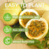 15+ Seed Passion Fruit Seeds for Planting Outdoor-Non-GMO Heirloom Sweet Rare Yellow Passion Fruit Plant in Your Home