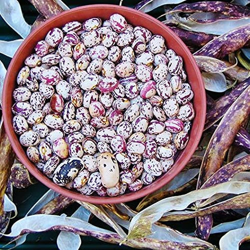 20 Tongue of Fire Bean Seeds - Large Seeds - Bush Bean
