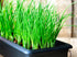 300 Bunching Green Onion Seeds Scallions About Non-GMO Seeds for Planting