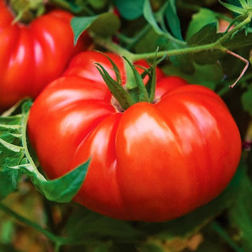 TomorrowSeeds - Giant Beefsteak Tomato Seeds - 500+ Count - for 2026
