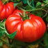 TomorrowSeeds - Giant Beefsteak Tomato Seeds - 500+ Count - for 2026
