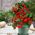 SeedsUP 40+ Seeds Indoor Dwarf Tomato Year-Round - Vegetable Red