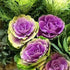 KIRA SEEDS Seeds Flowering Kale Large Leaf Mix - Heirloom Vegetable - GMO Free