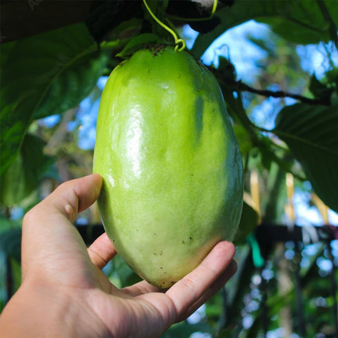 (4 Pack) 'Giant Granadilla' Passion Fruit Vines Live Starter Plants for Planting, Ideal for Creating Lush Garden