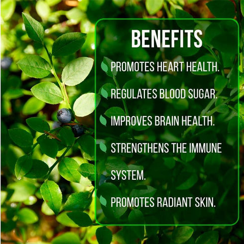 (4 Pack) Blueberry Plant Biloxi Live for Sale | Easy to Grow Plants | Edible Fruit Plant for Sustainable Living | Grow