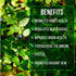 (4 Pack) Blueberry Plant Biloxi Live for Sale | Easy to Grow Plants | Edible Fruit Plant for Sustainable Living | Grow