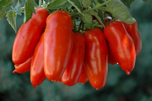 CEMEHA SEEDS Tomato"Like Pepper Form" Vegetable Heirloom Non-GMO
