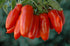 CEMEHA SEEDS Tomato"Like Pepper Form" Vegetable Heirloom Non-GMO