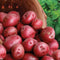 TomorrowSeeds - Pontiac Red Seed Potatoes - USDA Certified for Growers Size