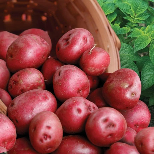 TomorrowSeeds - Pontiac Red Seed Potatoes - USDA Certified for Growers Size
