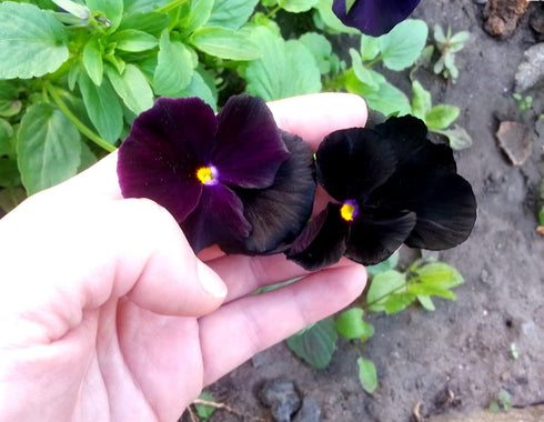 40+ Unique Black Pansy Clear Crystals Viola Wittrockiana Seeds for Planting Long Flowering Plant