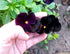 40+ Unique Black Pansy Clear Crystals Viola Wittrockiana Seeds for Planting Long Flowering Plant