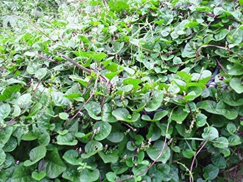 Malabar Spinach Delicious(50 Mixed -Fresh Seeds- Both Varieties RED & Green - Seeds)