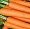 Instant Latch 3000 Tendersweet Carrot Seeds for Planting Carrot Seeds Fresh Heirloom Vegetable Garden