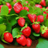 200 pcs Heirloom Strawberry Seeds - Perennial Non-GMO Outdoor Indoor Giant Fresh Berry Seeds