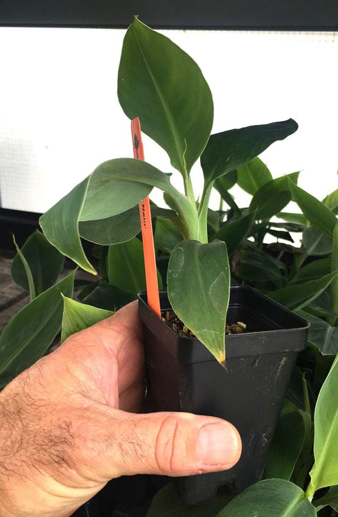 LEGENDARY-YES Grand Nain Chiquita Banana Tree - Live Dwarf Banana Plant