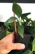LEGENDARY-YES Grand Nain Chiquita Banana Tree - Live Dwarf Banana Plant
