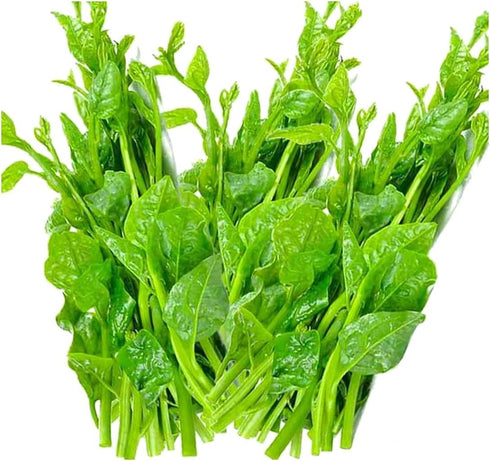 200+ Pack Ceylon Spinach Seeds - Malabar Spinach Rau Mong TOI Green Stem
