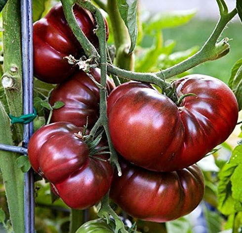 Harley Seeds 30 Giant Black Krim Tomato Seeds, Heirloom Non-GMO, Low Acid, Indeterminate, Open-Pollinated,