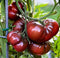 Harley Seeds 30 Giant Black Krim Tomato Seeds, Heirloom Non-GMO, Low Acid, Indeterminate, Open-Pollinated,