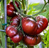 Harley Seeds 30 Giant Black Krim Tomato Seeds, Heirloom Non-GMO, Low Acid, Indeterminate, Open-Pollinated,