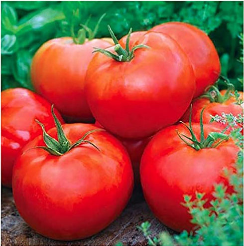 55 100 Ace Heirloom Tomato Seeds for Planting Outdoors - Fresh Seeds - Large Beefsteak Tomatoes - Determinate, Low-Acid