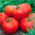 55 100 Ace Heirloom Tomato Seeds for Planting Outdoors - Fresh Seeds - Large Beefsteak Tomatoes - Determinate, Low-Acid