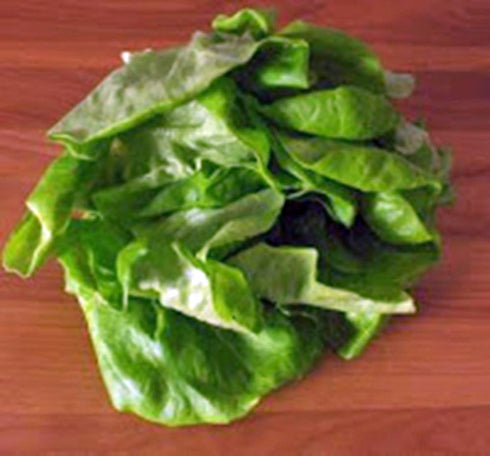 25+ Lettuce Seed, Bibb Leaf Lettuce, Heirloom, Non GMO, Seeds, Garden