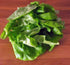 25+ Lettuce Seed, Bibb Leaf Lettuce, Heirloom, Non GMO, Seeds, Garden