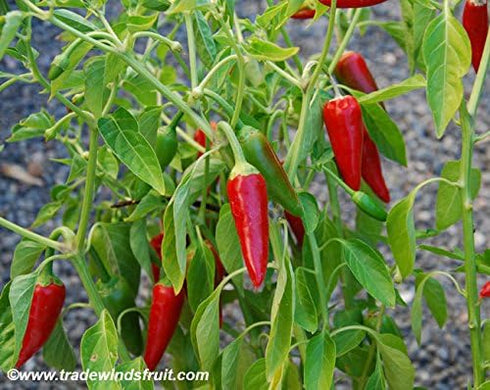 Generic 120 1 Anaheim Chile Hot Pepper seeds for planting gram of seeds Heirloom Non GMO Garden Vegetable bulk Survival