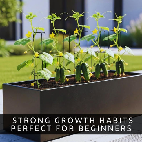 10+ Mini Me Cucumber Seeds for Planting Premium Mini Vegetable Garden Seeds High-Yield Compact Cucumbers