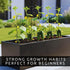 10+ Mini Me Cucumber Seeds for Planting Premium Mini Vegetable Garden Seeds High-Yield Compact Cucumbers