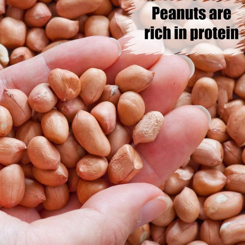 Old Potters 10 lbs Wildlife Shelled Peanuts, for Birds, Squirrels, and Wildlife. USA Grown Non-GMO, Organic Small Farm