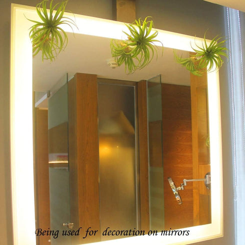 10 Pack Set Vertical Air Plant Holder (Suction Cup, Stainless Steel Tillandsia Air Plant Planter) A Unique of Air Plant