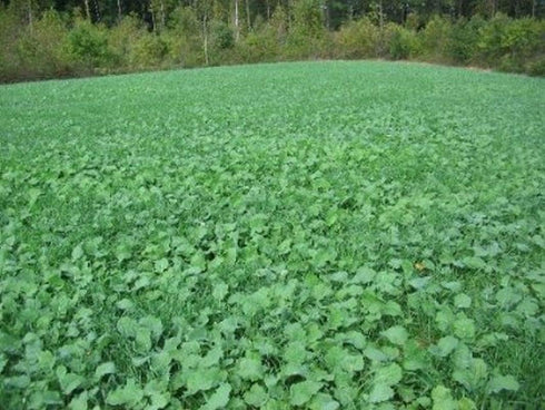 Dwarf Essex Rape Seed Tasting(1000 A Cross Between a Turnip and a Kale - Great - Seeds)