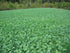 Dwarf Essex Rape Seed Tasting(1000 A Cross Between a Turnip and a Kale - Great - Seeds)