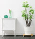 3 Pack 100 Lbs, 12 Inch Cedilis Plant Caddy, Bamboo Plant Stand with Rolling Wheels, Mobile Flower Pot Mover Roller