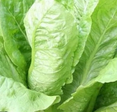 Instant Latch 4000 Parris Island Romaine Seeds for Planting Non GMO Romaine Seeds Heirloom
