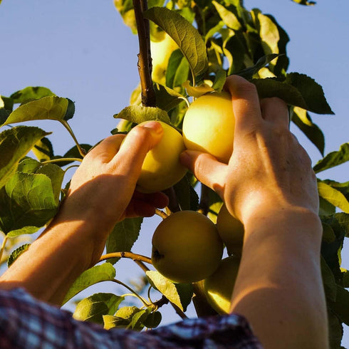 1 Perfect Plants Golden Delicious Apple Tree Gallon | Live Fruit Trees for Outdoor Planting | Self Fertile & Easy