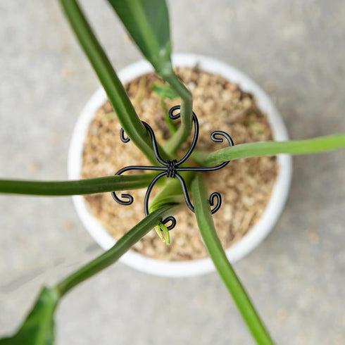 Yohsnor Monstera Plant Stem Support Set - 2.75x2.75 inches 5 Durable Fishbone